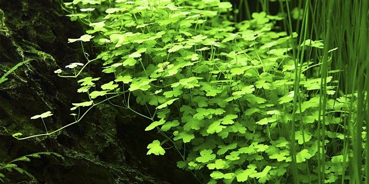 Hydrocotyle Tripartita in black pot, Texas garden.