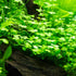 Hydrocotyle Tripartita plant, Dwarf Pennywort, Texas sale.