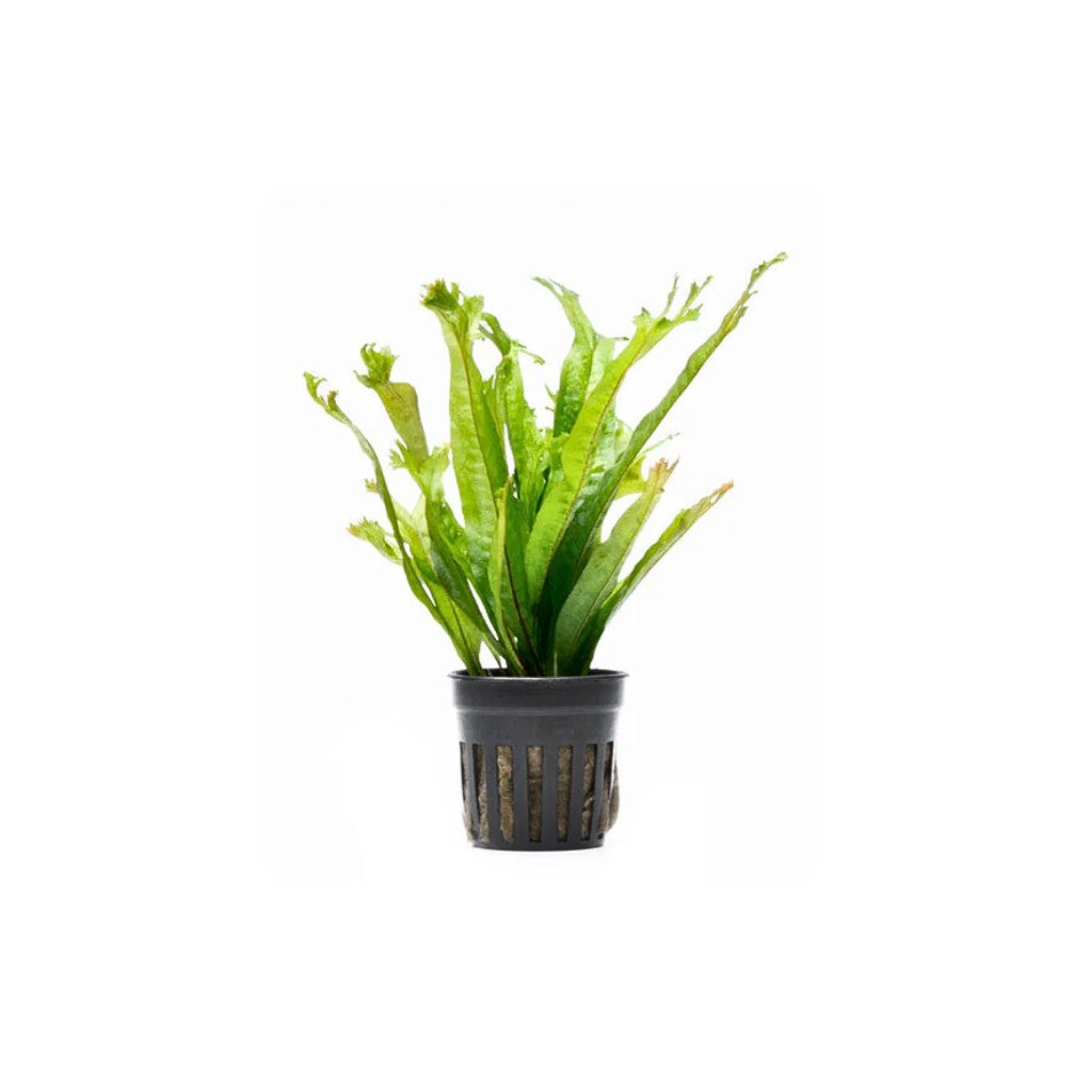 JavaFernThorsHammer_Microsorum_USAgrown_pottedaquaticplant.