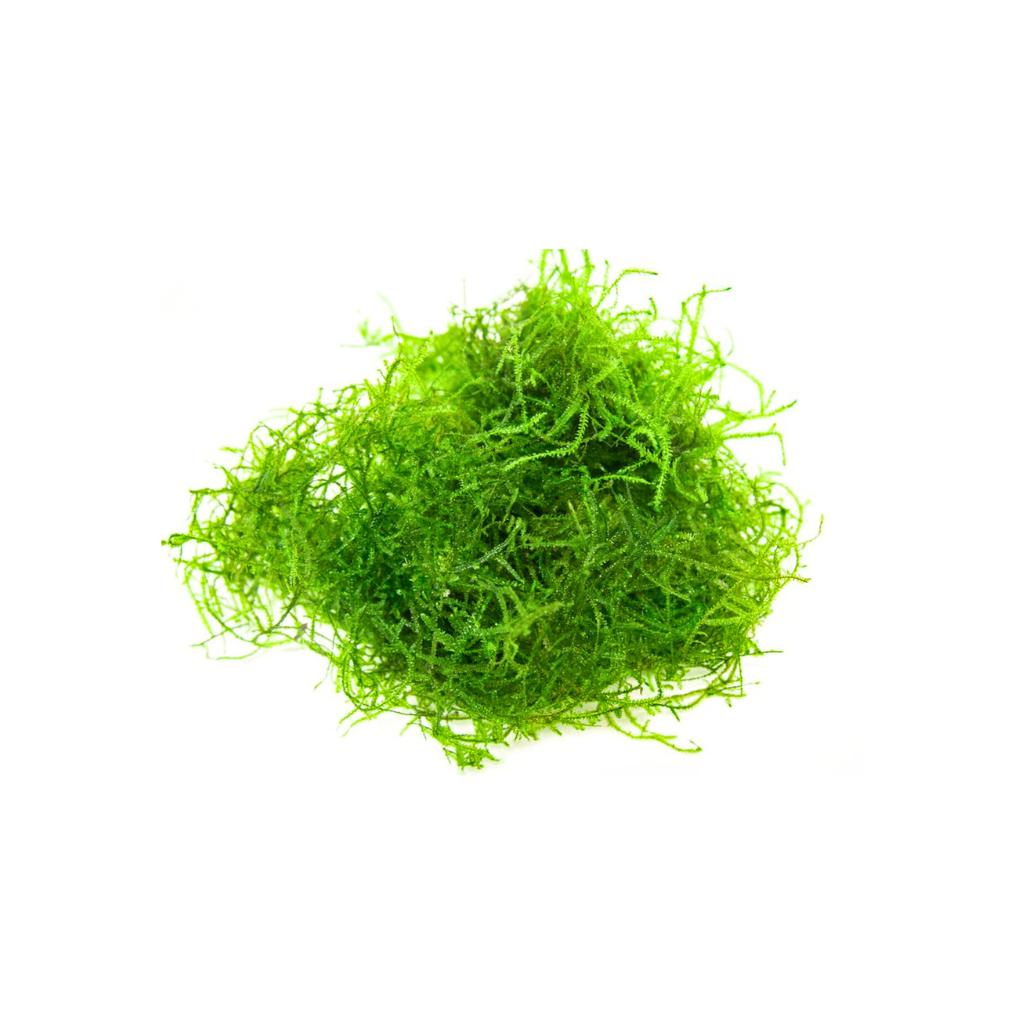 Java_Moss_Taxiphyllum_Barbieri_USA_grown_green_aquatic_moss.