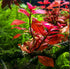 Ludwigia Repens Dark Red, aquarium store, USA.