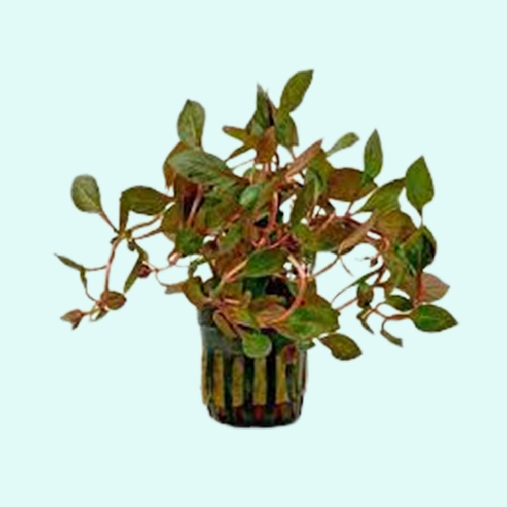 Ludwigia Repens Dark Red, live aquarium plant, USA online.