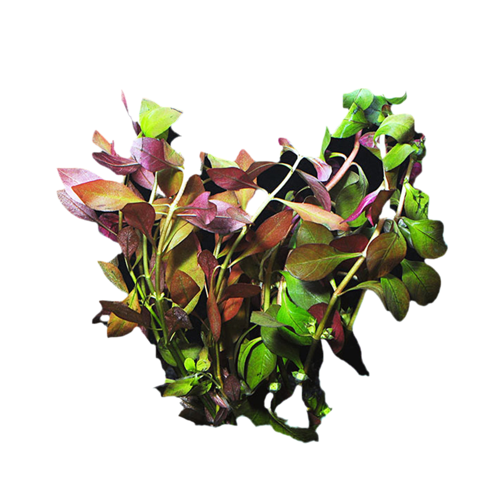 Ludwigia Repens Dark Red, live aquarium plants, USA shop.