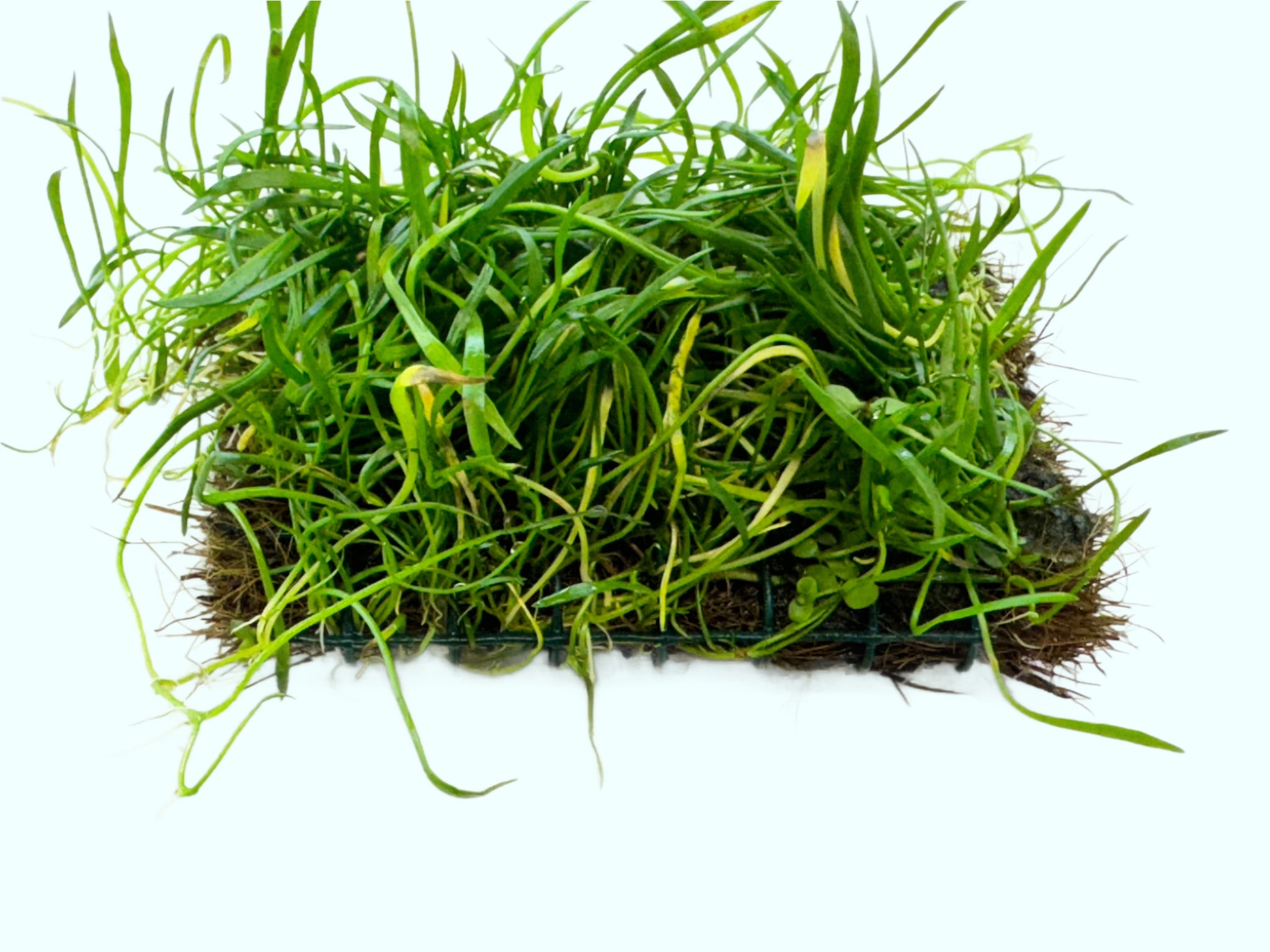 Micro Sword NarrowLeaf, Lilaeopsis, USA aquarium plants.