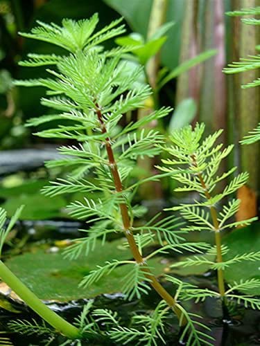 Myriophillum Brasillensis, Red Parrot Feather, USA.