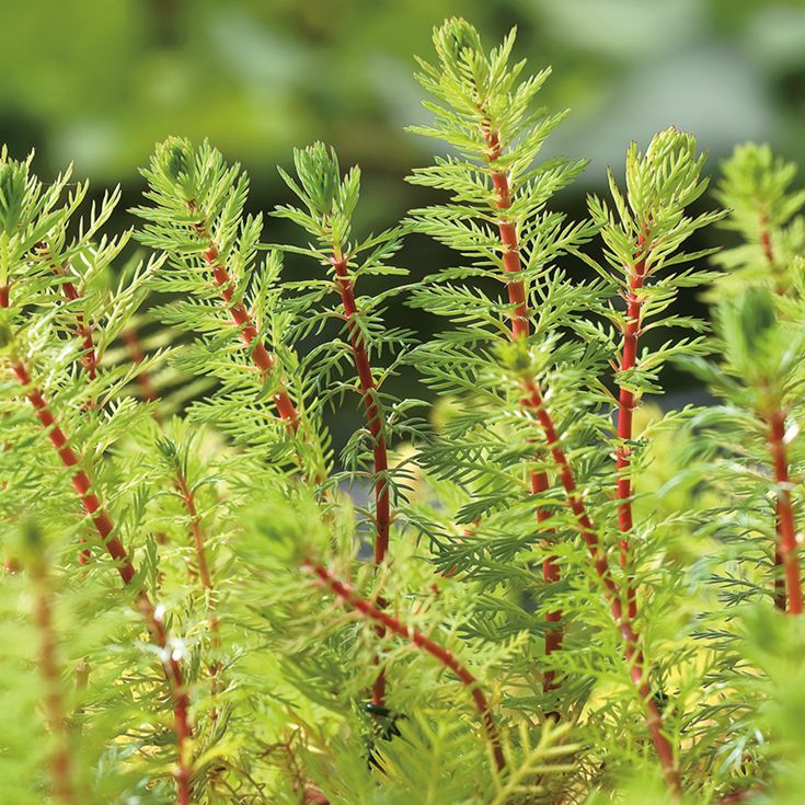 Red Parrot Feather (Myriophillum Brasillensis), aquatic plant, USA sale.