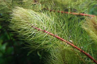 Red Parrot Feather plant, Myriophillum, Texas garden.