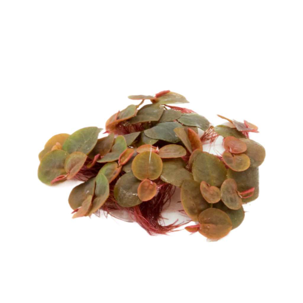 Red Root Floater Phyllanthus Fluitans, floating plant, USA sale.