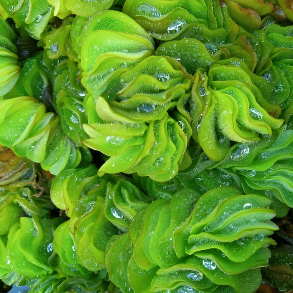 Salvinia_Floating_Plants_USA_grown_green_aquatic_surface_plants