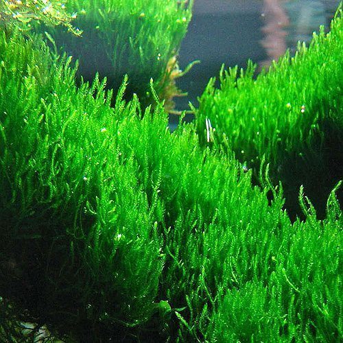 Taxiphyllum 'Flame' Moss, Flame Moss, aquarium plant, Texas shop.