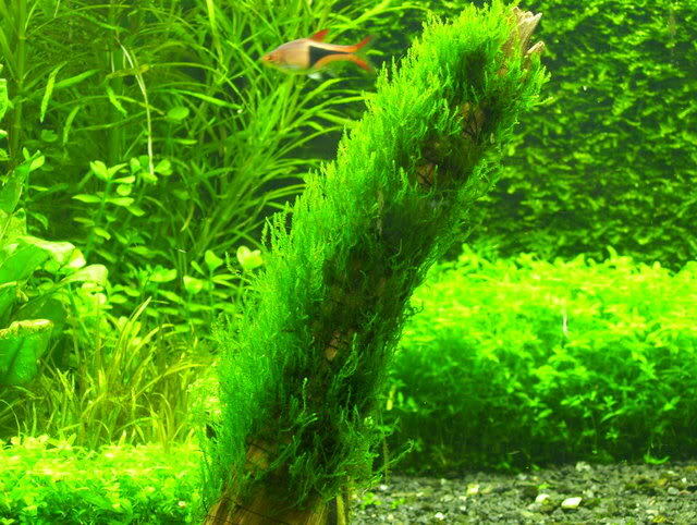 Taxiphyllum 'Flame' Moss, Flame Moss, live plant, USA online.