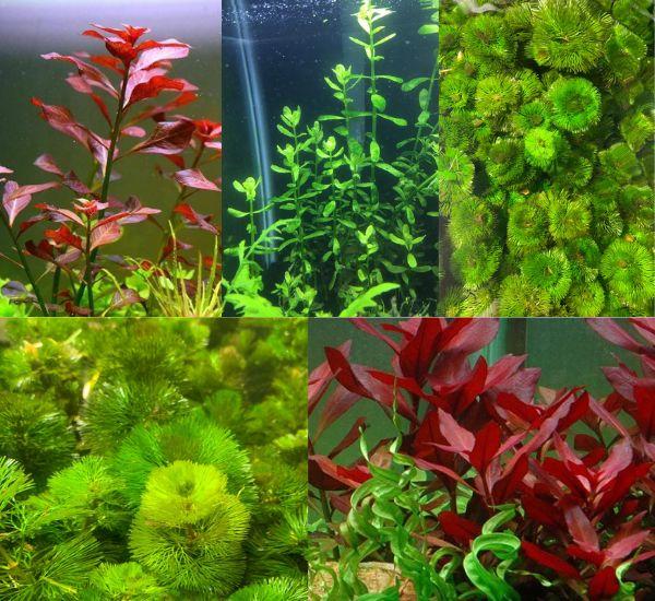 Aquarium Plant Bundle: Ludwigia, Bacopa & Cabomba (18 Stems)