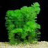 Low Light Aquatic Plant Set - Perfect for Beginners (6 Bunches)