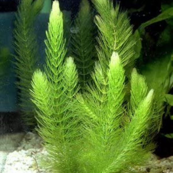 Low Light Aquatic Plant Set - Perfect for Beginners (6 Bunches)