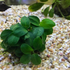 Premium Assorted Green Plant Pack - 6 Live Aquarium Plants