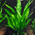 Premium Assorted Green Plant Pack - 6 Live Aquarium Plants