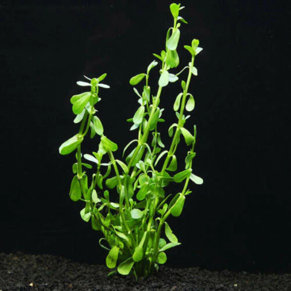 Low Light Aquatic Plant Set - Perfect for Beginners (6 Bunches)