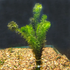 Low Light Aquatic Plant Set - Perfect for Beginners (6 Bunches)