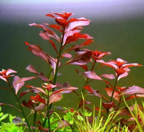 Aquarium Plant Bundle: Ludwigia, Bacopa & Cabomba (18 Stems)