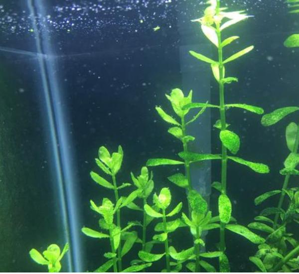 Aquarium Plant Bundle: Ludwigia, Bacopa & Cabomba (18 Stems)