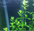 Aquarium Plant Bundle: Ludwigia, Bacopa & Cabomba (18 Stems)