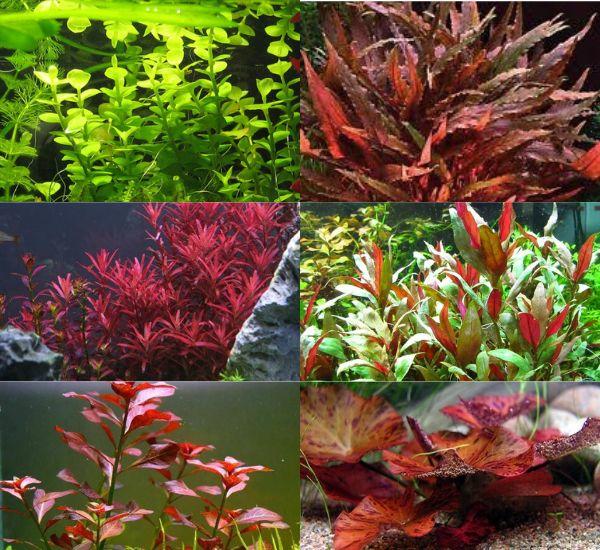 Bright Color Aquarium Plant Bundle – 6 Stunning Live Plants