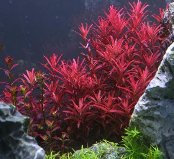 Bright Color Aquarium Plant Bundle – 6 Stunning Live Plants