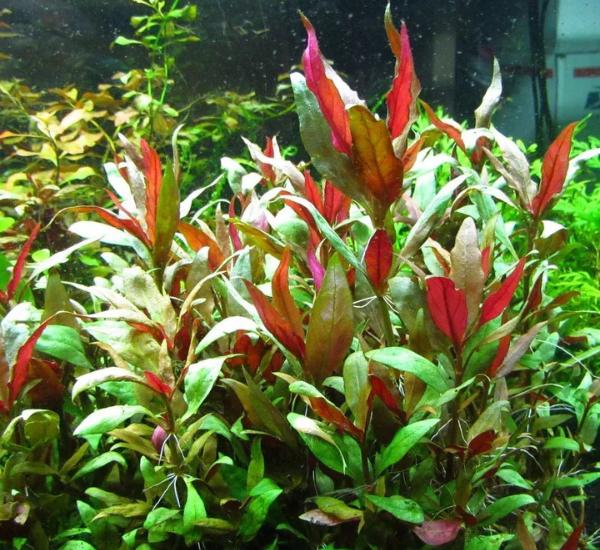 Bright Color Aquarium Plant Bundle – 6 Stunning Live Plants