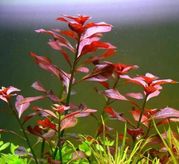 Bright Color Aquarium Plant Bundle – 6 Stunning Live Plants