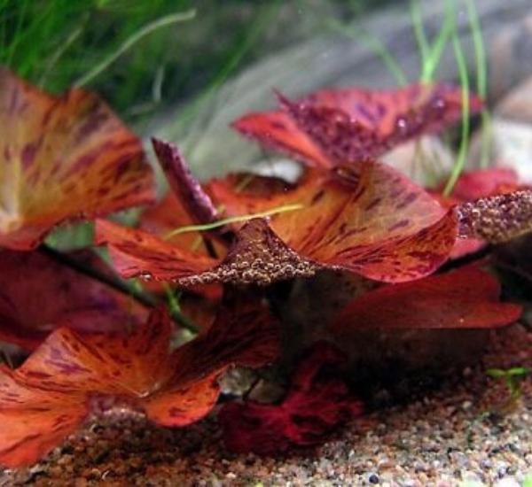 Bright Color Aquarium Plant Bundle – 6 Stunning Live Plants