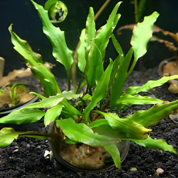 Premium Assorted Green Plant Pack - 6 Live Aquarium Plants