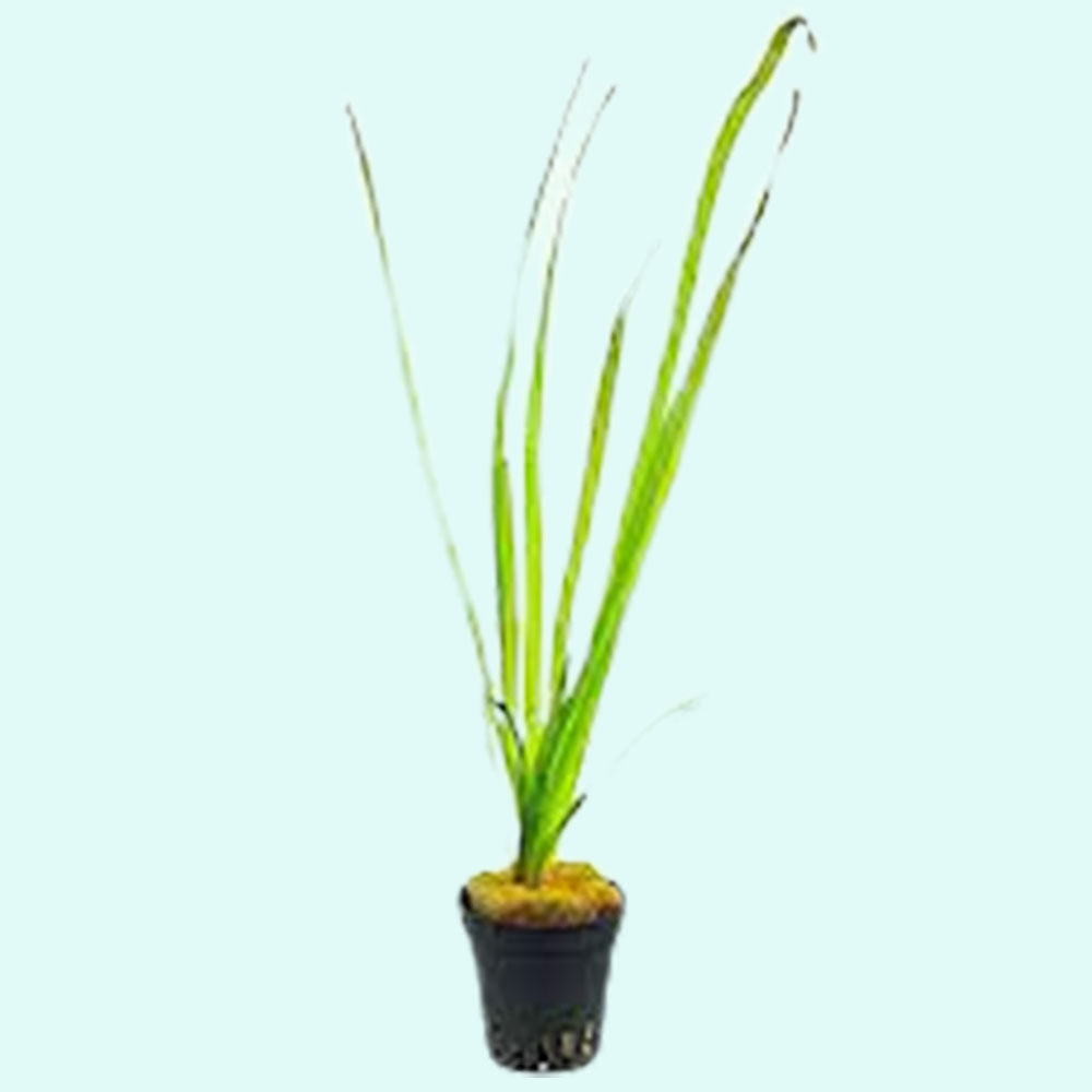 Valisnaria Vals, 18 plant pack, Canton Aquatics sale.