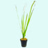 Valisnaria Vals, 18 plant pack, Canton Aquatics sale.