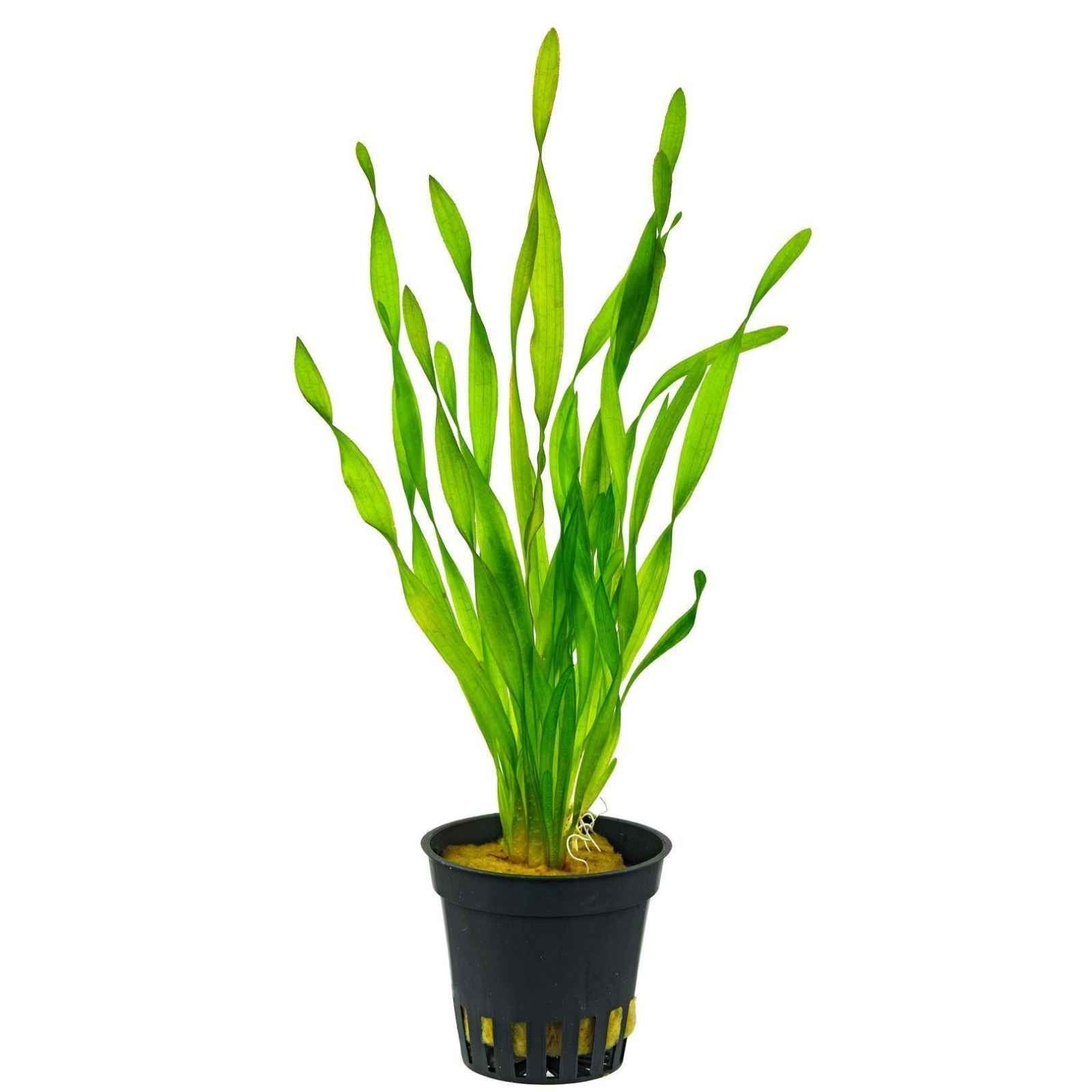 Jungle Vallisneria (Vallisneria americana) with tall, flowing green leaves, a perfect oxygenating plant for aquariums and ponds.