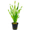 Jungle Vallisneria (Vallisneria americana) with tall, flowing green leaves, a perfect oxygenating plant for aquariums and ponds.