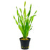 Jungle Vallisneria (Vallisneria americana) with tall, flowing green leaves, a perfect oxygenating plant for aquariums and ponds.