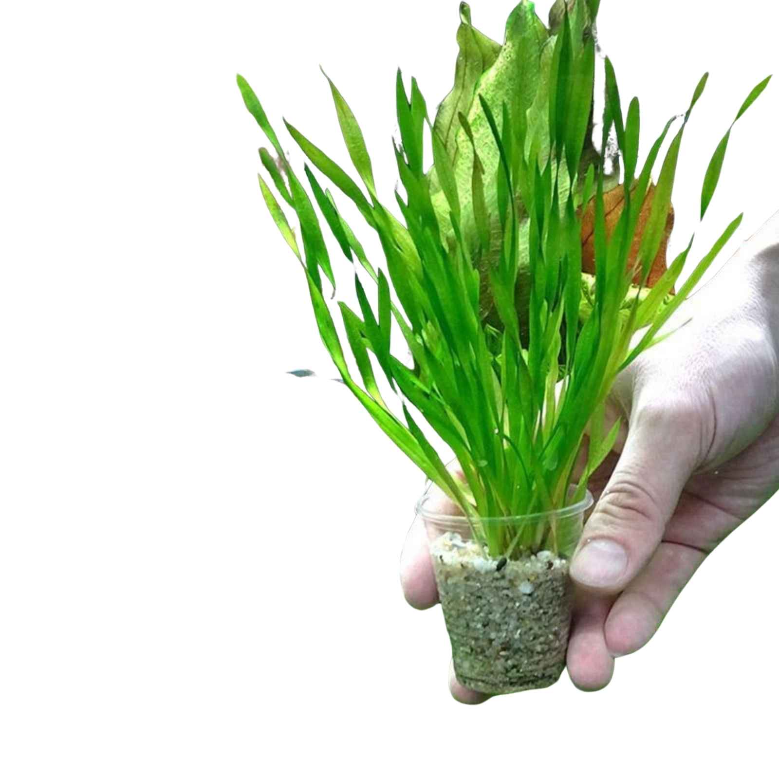 Lush Jungle Vallisneria thriving in a freshwater tank, creating a natural underwater jungle while improving water quality.