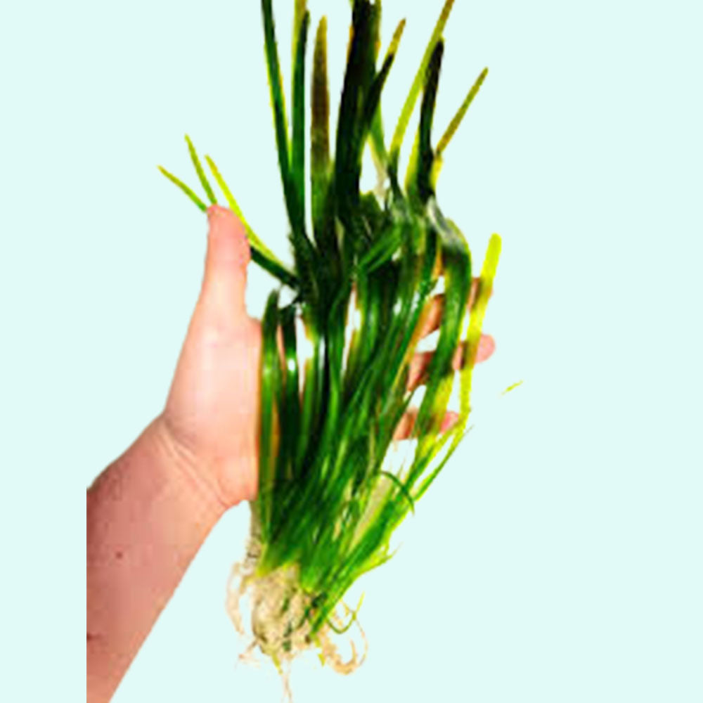 Vibrant Vallisneria americana with long, ribbon-like leaves, ideal for aquascapes, providing shelter and oxygen for fish.