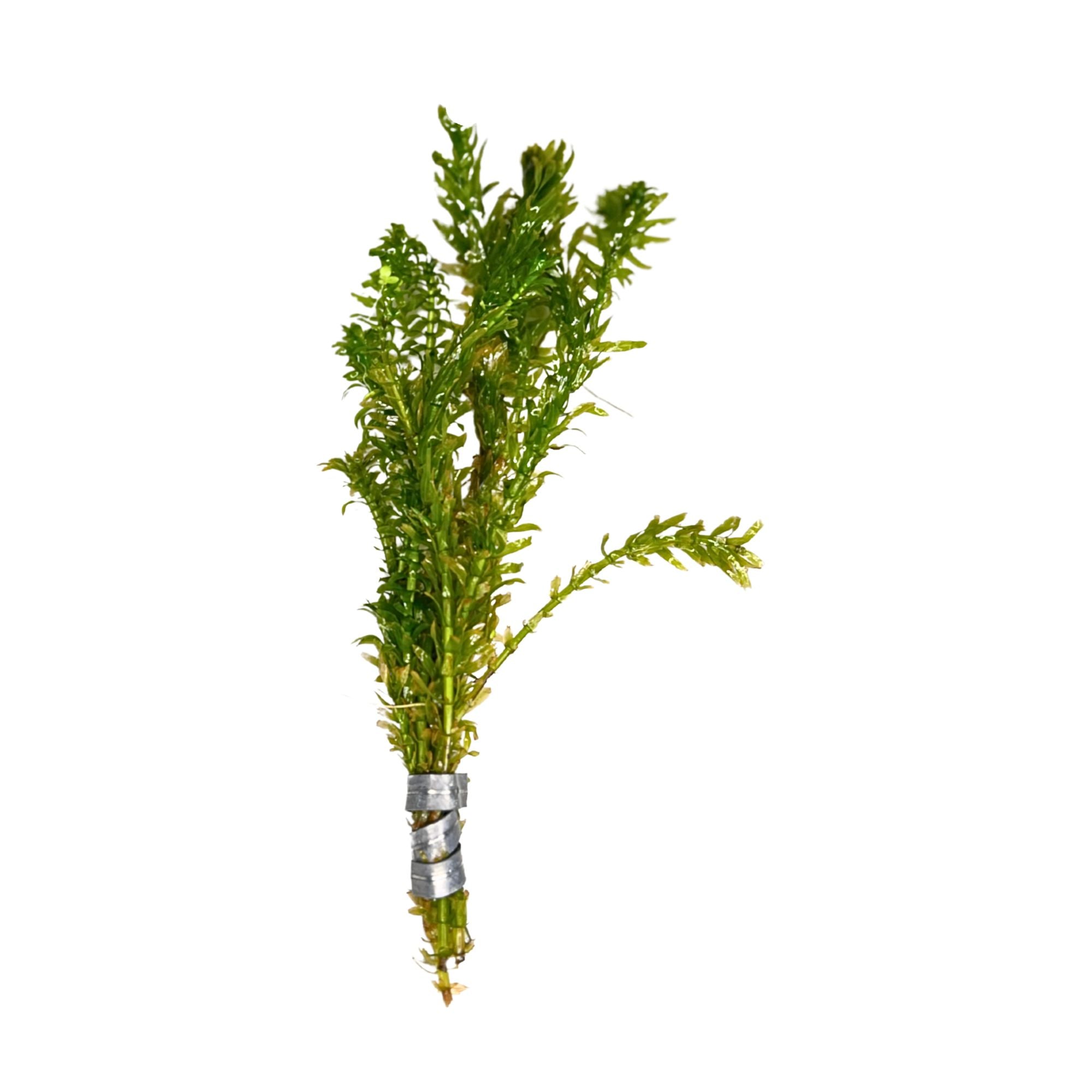 Waters Bundle Anacharis & Hornwort, Canton, TX aquarium.