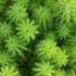 Parrot's Feather Myriophyllum Aquaticum