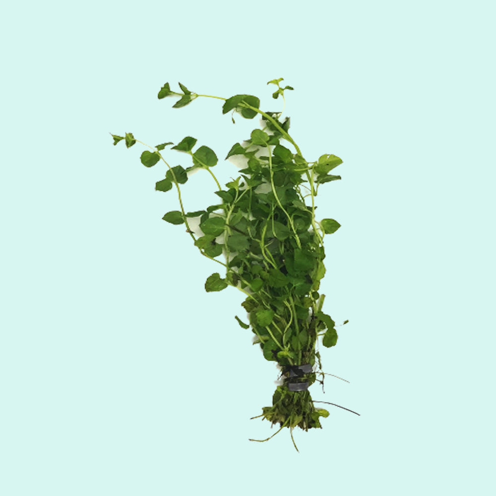 Mint Charlie (Micromeria Brownei)