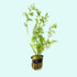 Water Sprite (Indian Fern) 2 Inch Pot