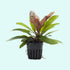 Amazon Sword Echinodorus Red Rubin In Pot