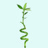 Lucky Bamboo Plant (Dracaena Sanderiana)