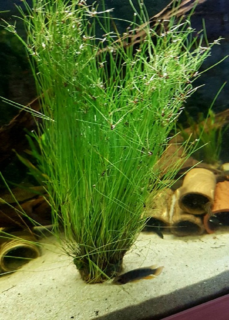 Hairgrass (Eleocharis Vivipara)