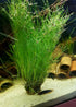 Hairgrass (Eleocharis Vivipara)