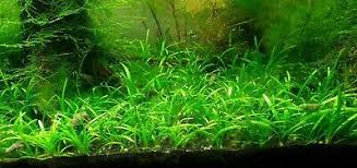 Dwarf Sagittaria (Subulata)