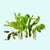 Live Aquarium Plants Essential Bundle - 4 Plants