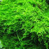 Christmas Moss "Vesicularia Montagnei"