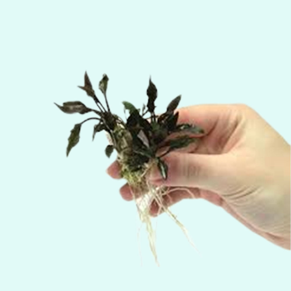 Cryptocoryne Crypt Lutea